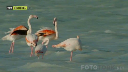TRTBelgeselHDOrtadoguYabanHayatiBL01720pHDTvRipAC3BySALCITORK.mkv_snapshot_31.07_2017.04.12_16.17.03.jpg
