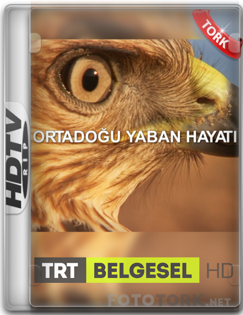 ortadogu.png