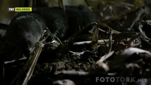 TRT.Belgesel.HD.Katil.Fareler.BL.01.HDTvRip.720p.AC3.by.ramses77.tork1.jpg