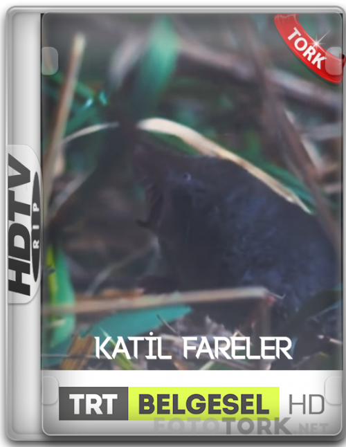 katilfareler.png