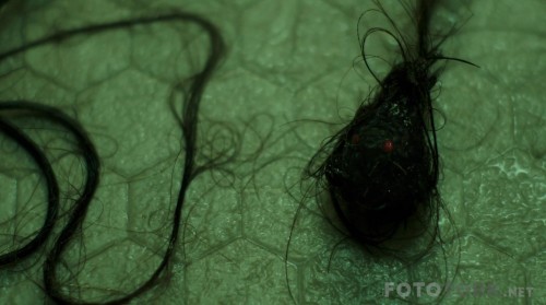 Rings20171080pBluRayx264DUALTR-ENGTORK_01_35_22_05_14.jpg