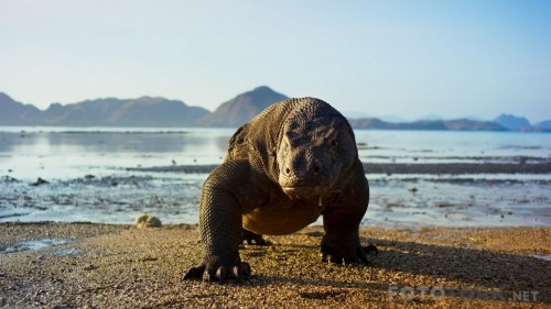 PlanetEarthII2016E011080pBluRayx264DUALTR-ENTORK_00_07_26_03_1.jpg