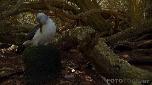 PlanetEarthII2016E011080pBluRayx264DUALTR-ENTORK_00_29_21_05_4.jpg