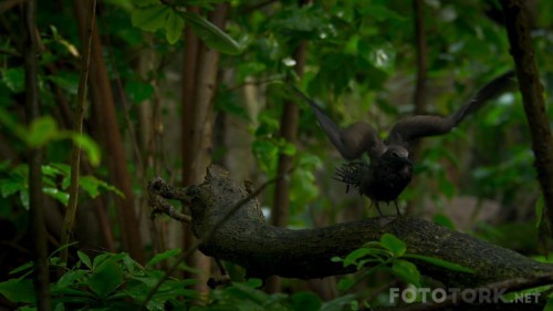 PlanetEarthII2016E011080pBluRayx264DUALTR-ENTORK_00_36_39_09_5.jpg