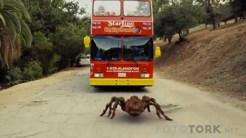 Lavalantula-2015-720p-BluRay-x264-AC3-TRDUB-TORK.mkv_snapshot_00.25.25_2018.01.09_02.12.29.jpg