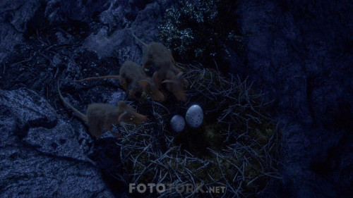 Manou.the.Swift.2019.BluRay.1080p.x264.AC3.DUAL.TR-EN.TORK.mkv_snapshot_00.32.36.084.jpg