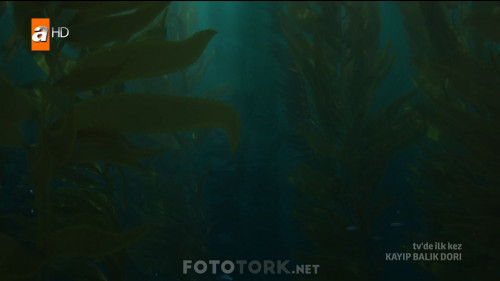 Kayip.Balik.Dori.2016.HDTvRip.1080p.AC3.TRDUB.by.cideli37.TORK.mkv_snapshot_00.02.55.060.jpg