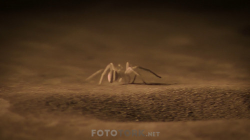 Night-On-Earth---Dunya-da-Gece-S01E02-Mehtapli-Duzlukler.mkv_snapshot_35.57.275.jpg