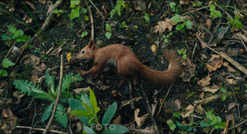 Dolittle.2020.BluRay.1080p.H264.AC3.DUAL.TR-ENG.TORK.mkv_snapshot_00.03.37.522.jpg