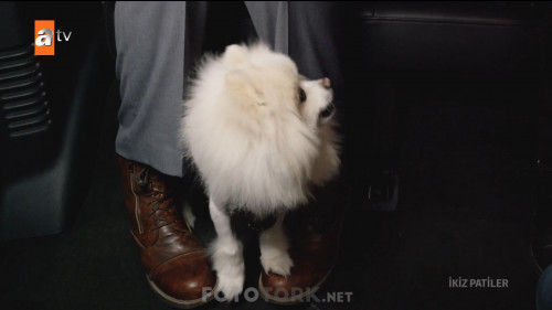 Ikiz.Patiler.Puppy.Swap.Love.Unleashed.2019.HDTvRip.1080p.x264.AC3.TRDUB.TORK.mkv_snapshot_00.35.39.047.jpg