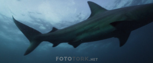 Mavi.Korku.3.Deep.Blue.Sea.3.2020.BluRay.1080p.AC3.DUAL.TR-ENG.TORK.mkv_snapshot_00.05.42.858.jpg