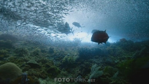 David.Attenborough.Gezegenimizden.Bir.Yasam.2020.NF.1080p.WEBRip.DD.5.1.E.AC3.TORK.mkv_snapshot_01.03.27.887.jpg
