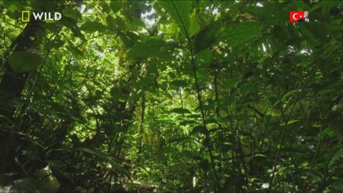 Vahsi.Avcilar.National.Geographic.Wild.TR.1080p.HDTV.x264.AC3.TORK.mkv_snapshot_37.24.400.jpg