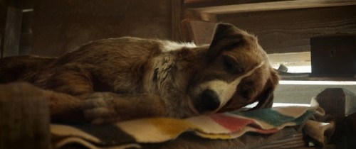 The.Call.of.the.Wild.2020.TR.BDRip.x264.AC3.TORK.mkv_snapshot_00.52.56.465.jpg