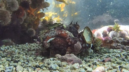 Ahtapottan.Ogrendiklerim.My.Octopus.Teacher.2020.NF.720p.WEB-DL.DD5.1-E.AC3.DUAL.TR-ENG.TORK.mkv_snapshot_01.04.22.492.jpg