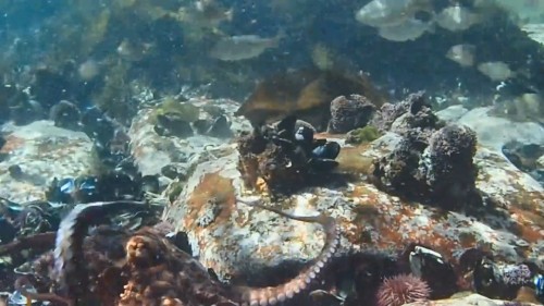 Ahtapottan.Ogrendiklerim.My.Octopus.Teacher.2020.NF.720p.WEB-DL.DD5.1-E.AC3.DUAL.TR-ENG.TORK.mkv_snapshot_01.09.32.339.jpg