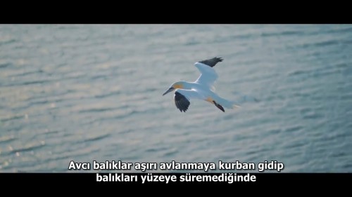 Seaspiracy.Denizlerdeki.Komplo.2021.NF.720p.WEB-DL.DD5.1-E.AC3.DUAL.TR-ENG.TORK.mkv_snapshot_00.20.12.557.jpg