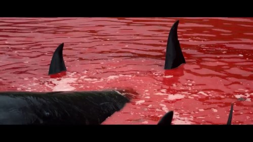 Seaspiracy.Denizlerdeki.Komplo.2021.NF.720p.WEB-DL.DD5.1-E.AC3.DUAL.TR-ENG.TORK.mkv_snapshot_01.16.55.430.jpg