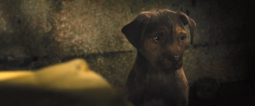 A.Dogs.Way.Home.2019.1080p.BluRay.DD5.1.x264.AC3.DUAL.TR-ENG.TORK.mkv_snapshot_00.02.33.409.jpg