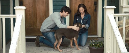 A.Dogs.Way.Home.2019.1080p.BluRay.DD5.1.x264.AC3.DUAL.TR-ENG.TORK.mkv_snapshot_00.38.47.399.jpg