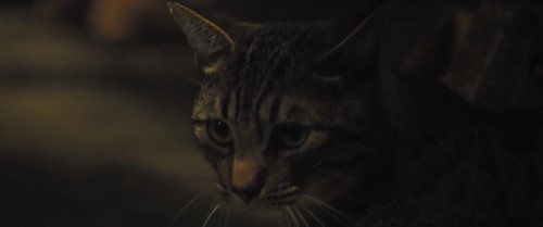 A.Dogs.Way.Home.2019.720p.BluRay.DD5.1.x264.AC3.DUAL.TR-ENG.TORK.mkv_snapshot_00.01.21.736.jpg