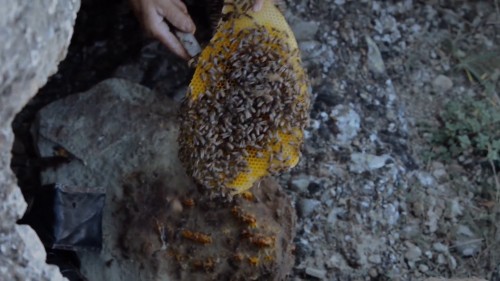 Bal-ulkesi-Honeyland-2019.WebRip.1080p.x264.AC3.TR.TORK.mkv_snapshot_00.01.51.606.jpg