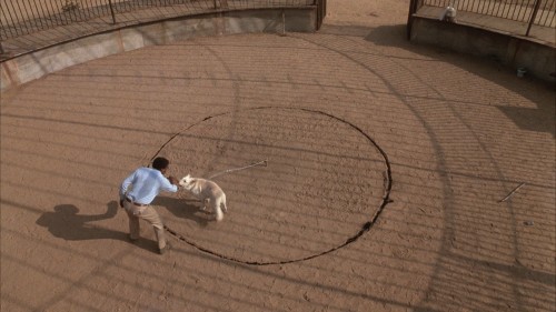 White.Dog.1982.1080p.BluRay.DUAL.AC3.x264.TORK.mkv_snapshot_01.04.08.261.jpg