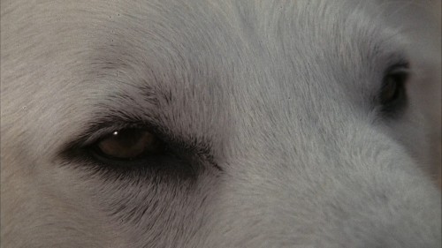 White.Dog.1982.720p.BluRay.DUAL.AC3.x264.TORK.mkv_snapshot_00.08.35.724.jpg