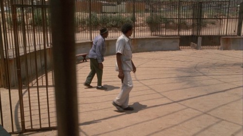 White.Dog.1982.720p.BluRay.DUAL.AC3.x264.TORK.mkv_snapshot_01.15.02.915.jpg