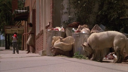 White.Dog.1982.TR.BDRip.x264.AC3.TORK.mkv_snapshot_00.57.50.008.jpg