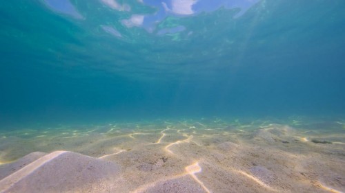 Baloncuk.Resifin.Mucizeleri.PuffWonders.of.the.Reef.2021.NF.1080p.WEB-DL.x264.DD5.1.E.AC3.DUAL.TR-ENG.TORK.mkv_snapshot_41.55.950.jpg