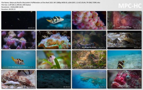 Baloncuk.Resifin.Mucizeleri.PuffWonders.of.the.Reef.2021.NF.1080p.WEB-DL.x264.DD5.1.E.AC3.DUAL.TR-ENG.TORK.mkv_thumbs.jpg