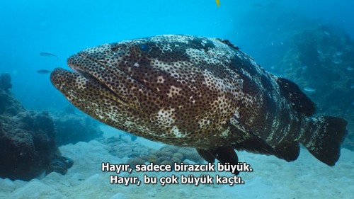 Baloncuk.Resifin.Mucizeleri.PuffWonders.of.the.Reef.2021.NF.720p.WEB-DL.x264.DD5.1.E.AC3.DUAL.TR-ENG.TORK.mkv_snapshot_17.47.910.jpg