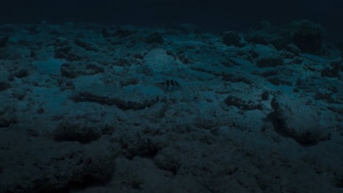 Baloncuk.Resifin.Mucizeleri.PuffWonders.of.the.Reef.2021.NF.720p.WEB-DL.x264.DD5.1.E.AC3.DUAL.TR-ENG.TORK.mkv_snapshot_48.44.072.jpg