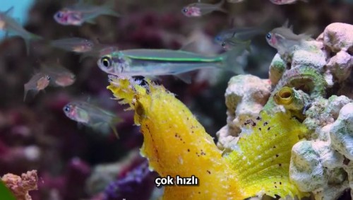 Baloncuk.Resifin.Mucizeleri.PuffWonders.of.the.Reef.2021.NF.HDRip.WEB-DL.x264.AAC.TRDUB.TORK.mkv_snapshot_02.19.184.jpg