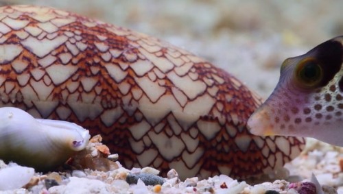 Baloncuk.Resifin.Mucizeleri.PuffWonders.of.the.Reef.2021.NF.HDRip.WEB-DL.x264.AAC.TRDUB.TORK.mkv_snapshot_45.04.310.jpg