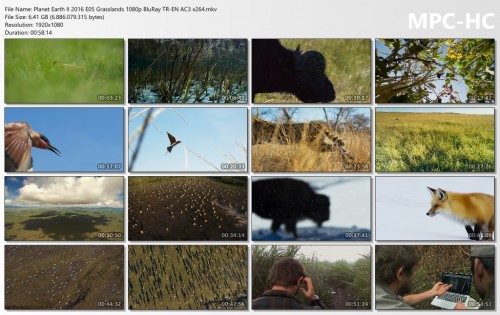 Planet-Earth-II-2016-E05-Grasslands-1080p-BluRay-TR-EN-AC3-x264.mkv_thumbs.jpg