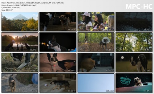 Strays.2023.BluRay.1080p.DD5.1.x264.AC3.DUAL.TR-ENG.TORK.mkv_thumbs.jpg