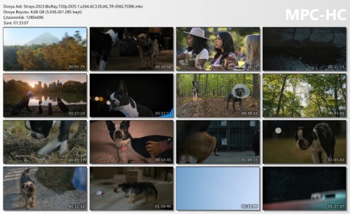Strays.2023.BluRay.720p.DD5.1.x264.AC3.DUAL.TR-ENG.TORK.mkv_thumbs.jpg