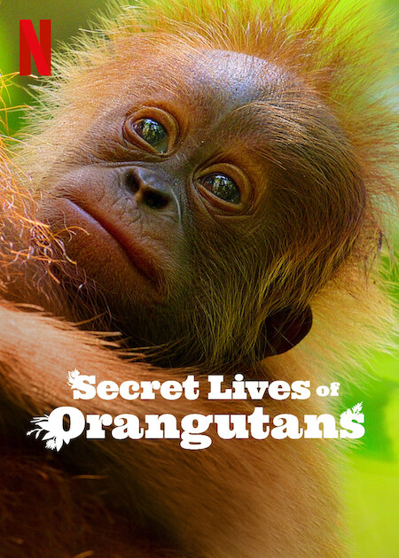 Secret-Lives-of-Orangutans.jpg
