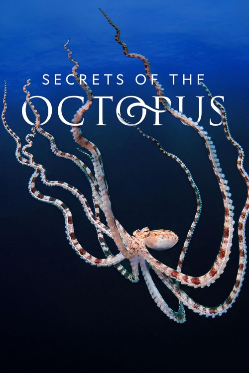 octopus.jpg