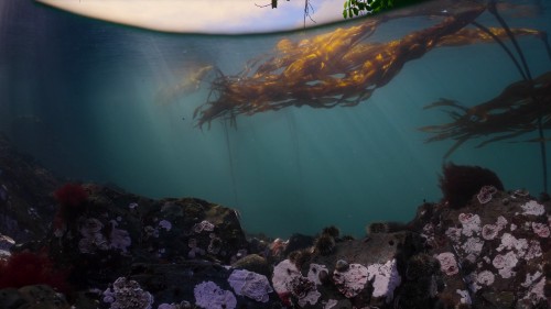 octopus1.jpg