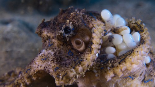 octopus3.jpg