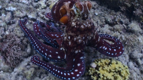 octopus4.jpg