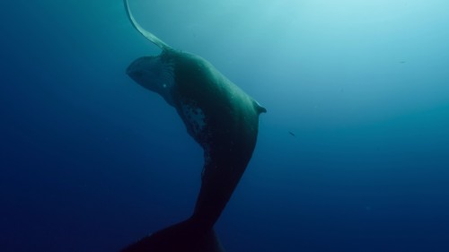 animal.journey1.jpg