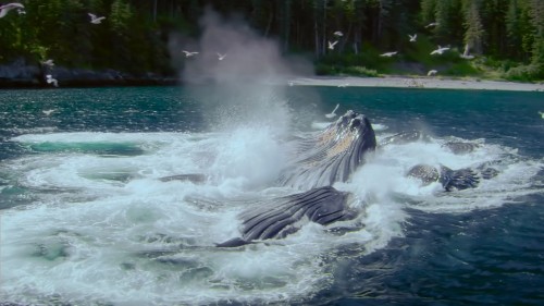 animal.journey5.jpg