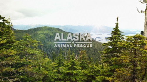 alaska.animal.rescue.1.jpg
