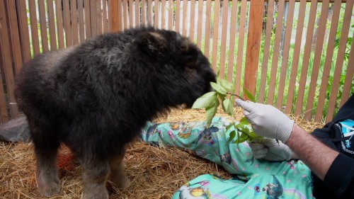 alaska.animal.rescue.4.jpg
