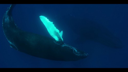 our.oceans.1.jpg