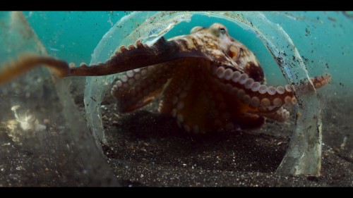 our.oceans.2.jpg
